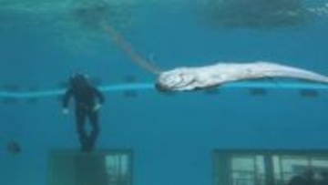 定置網漁で獲れた魚はゴールデンウィークの水族館に展示 幻の深海魚“リュウグウノツカイ”を求めて夜の能登沖へ なのになぜ⁉ 獲れたのは“マイワシ”一人勝ち状態に