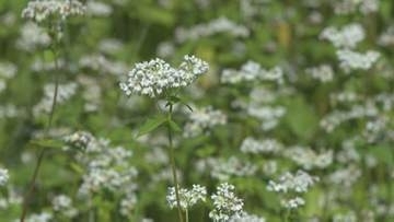 石川県内・今季一番の冷え込み 白山ろくに「白いじゅうたん」 ソバの花