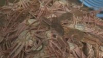 ズワイガニ漁に密着! 寒い海で奮闘する漁師たち 漁師飯を食べながら休憩するひと時も 石川・加賀市