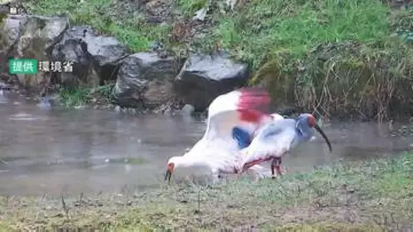 本州初のトキ放鳥へ！能登の空を舞う光景を心待ちにするコメ農家