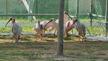 本州2度目のトキ放鳥 石川・中能登町で7日に9羽放たれる 1羽は見送り