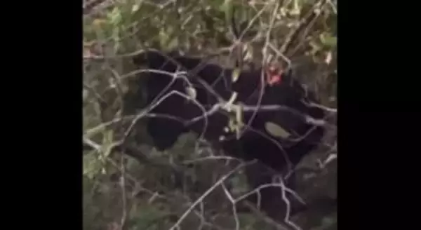 クマ出没相次ぐ 石川県小松市と能美市 住宅裏のカキの木を伐採も同じ日の午後に再び現れる