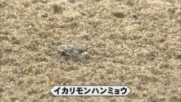 【前編】本州で唯一、能登の海岸に「保水力の高い砂浜」がカギ「奇跡の昆虫」イカリモンハンミョウ