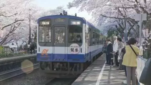 能登半島地震から3度目の春「能登さくら駅」で“桜のトンネル”満開 多くの花見客でにぎわう