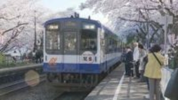 能登半島地震から3度目の春「能登さくら駅」で“桜のトンネル”満開 多くの花見客でにぎわう