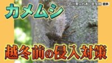 気づけば家の中に…お邪魔虫「カメムシ」正体と対策は？