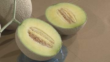 「石川アールスメロン」初出荷 果肉がみずみずしくなめらかな口当たりが特徴 8月上旬に出荷のピークを迎える予定 石川・金沢市