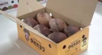 石川のブランドしいたけ「のとてまり」初出荷 猛暑の影響で年明けにずれ込む