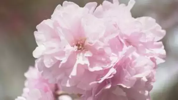 「心の中にもお花を咲かせて」18日から倶利迦羅さん八重桜まつり 「厄除け念仏赤餅」・身も心も清らかに 石川県津幡町・倶利迦羅不動寺