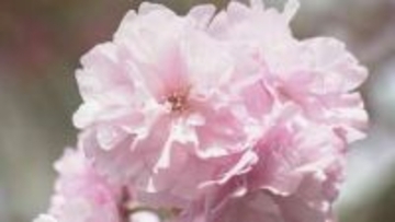 「心の中にもお花を咲かせて」18日から倶利迦羅さん八重桜まつり 「厄除け念仏赤餅」・身も心も清らかに 石川県津幡町・倶利迦羅不動寺