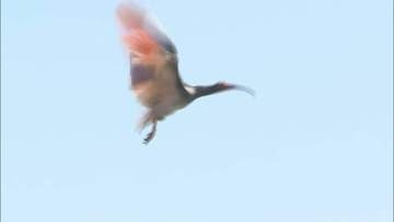 放鳥のトキ 5日間で24件の目撃情報 隣接する町などで確認