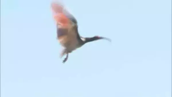 放鳥のトキ 5日間で24件の目撃情報 隣接する町などで確認