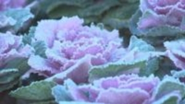 放射冷却で“霜”も 金沢0.9度など石川9観測地点で今季最低 日中はぽかぽか陽気に