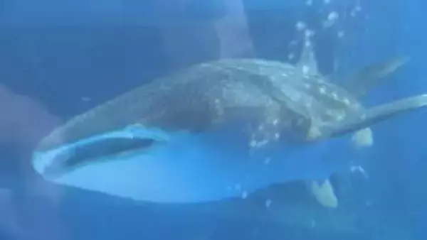 “震災復興へのシンボル” ジンベエザメ「モモ」死ぬ