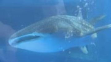 “震災復興へのシンボル” ジンベエザメ「モモ」死ぬ