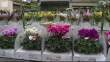 “生産者の高齢化” “資材の高騰” “高温”で去年より約3000鉢少ない取扱いに 正月用の門松など鉢物大市