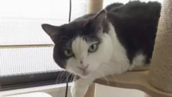 右前脚を失った猫が“ニャンフルエンサー”に　SNSで大バズリ　日章の「ふく部長」快進撃！