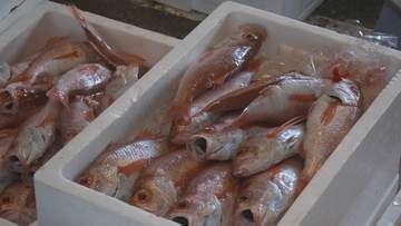 底引き網漁解禁でカレイやノドグロ水揚げで港に活気 記録的大雨による大量の流木は漁にも影響