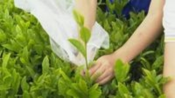 石川県内唯一の茶の産地で新茶の摘み取り 地元の小学生も参加し初夏の訪れ感じる 石川・加賀市