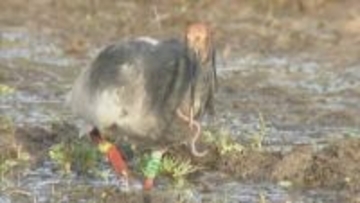 トキの２回目の放鳥 能登で９月実施へ 専門家らの意見踏まえ放鳥場所決める方針