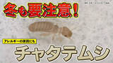 「冬でも安心できない！？　アレルギーの原因になるチャタテムシとは」の画像1