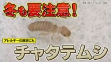 冬でも安心できない！？　アレルギーの原因になるチャタテムシとは