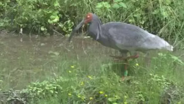 子どもたちがトキの生態学ぶ「餌のカエルとミミズはどこに？」石川県能美市・いしかわ動物園