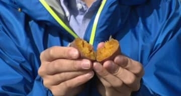 「おいしいんですよ」 皮をむく手間“1.5倍”でも…生産農家わずか3軒、80年の歴史持つ“幻の芋”「兼六」