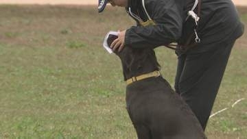 シェパードやラブラドールレトリバーなど17頭が参加 石川県警の嘱託警察犬審査会