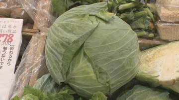 キャベツ300円「サラダが店で出せない」 長雨で葉物野菜が高騰する中“去年の半額”のお買い得食材