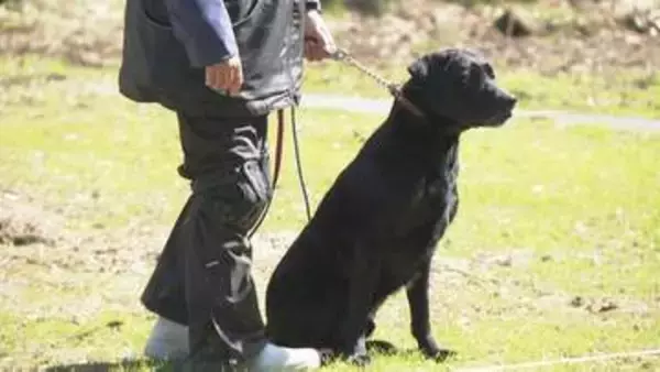 地震など災害時に活動 「災害救助犬」審査会 能登半島地震で改めて必要性