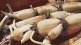 「厳しい暑さも大きな葉で…「加賀れんこん」収穫始まる 加賀野菜の新物はきんぴらで」の画像1