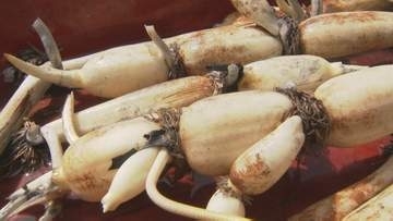厳しい暑さも大きな葉で…「加賀れんこん」収穫始まる 加賀野菜の新物はきんぴらで