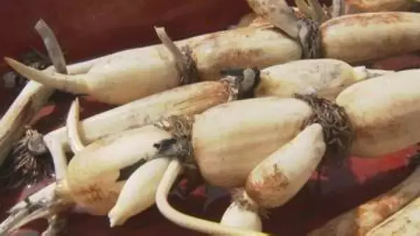 厳しい暑さも大きな葉で…「加賀れんこん」収穫始まる 加賀野菜の新物はきんぴらで