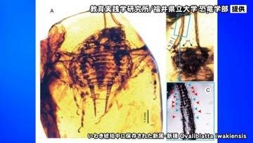 8600万年以上前のゴキブリとは？世界初「琥珀中に白亜紀後期のゴキブリ」の化石 福井県立大学などが突き止める 夜行性行動の初期進化を示唆