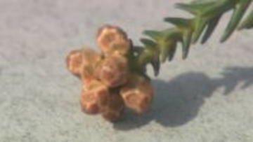 「油断大敵！花粉症デビューしないよう」花粉シーズン突入「傾向と対策」例年より飛散多い予想 低年齢化も