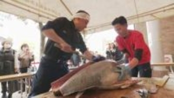 市価より3～4割安い！金沢市民の台所 近江町市場でマグロ解体ショーにぎわう