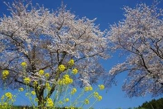 「復興の春を迎えて」能登半島地震発生から2年3か月 輪島市町野町出身のシナリオライターが見つめる“ふるさとの今”