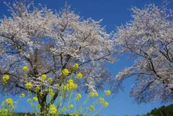 「復興の春を迎えて」能登半島地震発生から2年3か月 輪島市町野町出身のシナリオライターが見つめる“ふるさとの今”