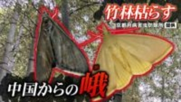 枯れる竹林…タケノコに迫る危機！？　中国から“蛾の脅威”