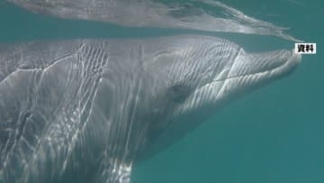 海水浴中の男子中学生がイルカにかまれけが 「イルカを見ても近づかないで」 福井・敦賀市