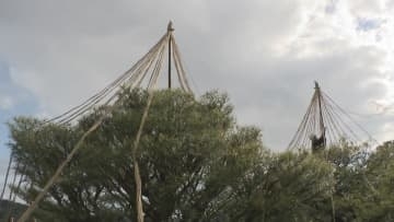 兼六園も冬支度！雪吊り作業はじまる 12月中旬にかけ約800本に施す