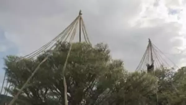 兼六園も冬支度！雪吊り作業はじまる 12月中旬にかけ約800本に施す