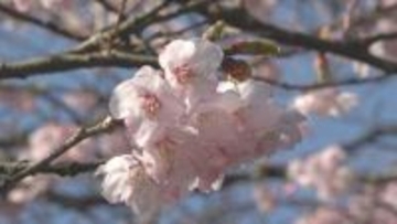 奥能登に春の訪れ 石川・珠洲市の“谷崎の桜”が満開間近 震災を乗り越え咲き誇る