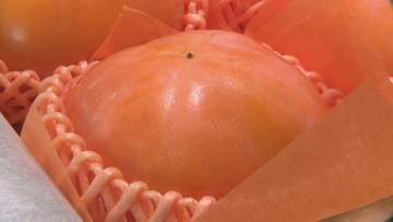 夏場の好天で例年以上の大玉に「高松紋平柿」初出荷作業が始まる 石川・かほく市
