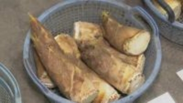 JA小松市でタケノコ出荷開始 2026年は収穫量多い「表年」