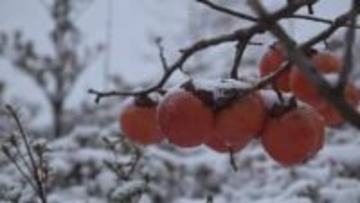 石川県内は12日昼前にかけて山地を中心に大雪の見込み 悪天候による交通障害に注意・警戒