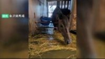 調教師らからは「600頭全てを避難させる場所は確保できない」などの指摘も 大雨で浸水被害の金沢競馬場 競走馬をいち早く避難させる方策などを石川県が年内に取りまとめへ