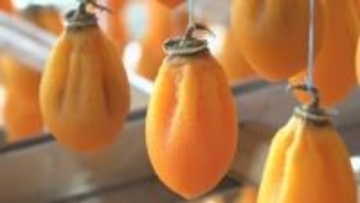 震災で担い手減る中ボランティアが支えに 石川・志賀町で特産品の「ころ柿」づくり最盛期