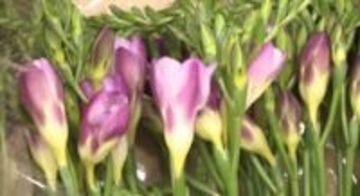 旅立ちを祝う花「エアリーフローラ」卒業シーズンへ出荷始まる 石川県開発から14年、色とりどり13品種の花々咲き競う